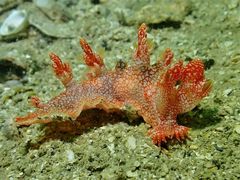 Bornella hermanni