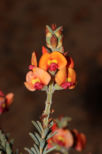 Berry Poison (Gastrolobium parvifolium)