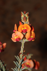 Gastrolobium parvifolium