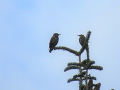Sturnus vulgaris