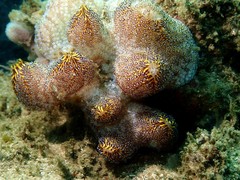 Botrylloides magnicoecus