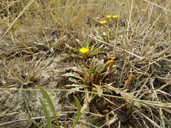 Taraxacum bessarabicum