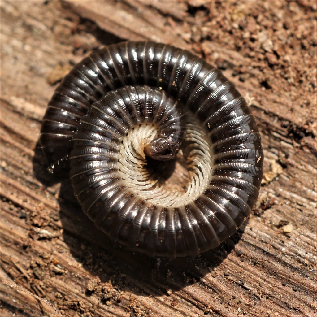 White-legged Snake Millipede, photo 1 of 10