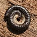 White-legged Snake Millipede - Photo (c) Klaus Dühr, some rights reserved (CC BY-NC)