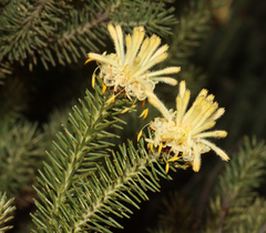 Petrophile ericifolia