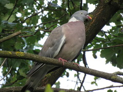 Columba palumbus