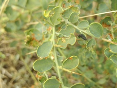 Diorhabda persica
