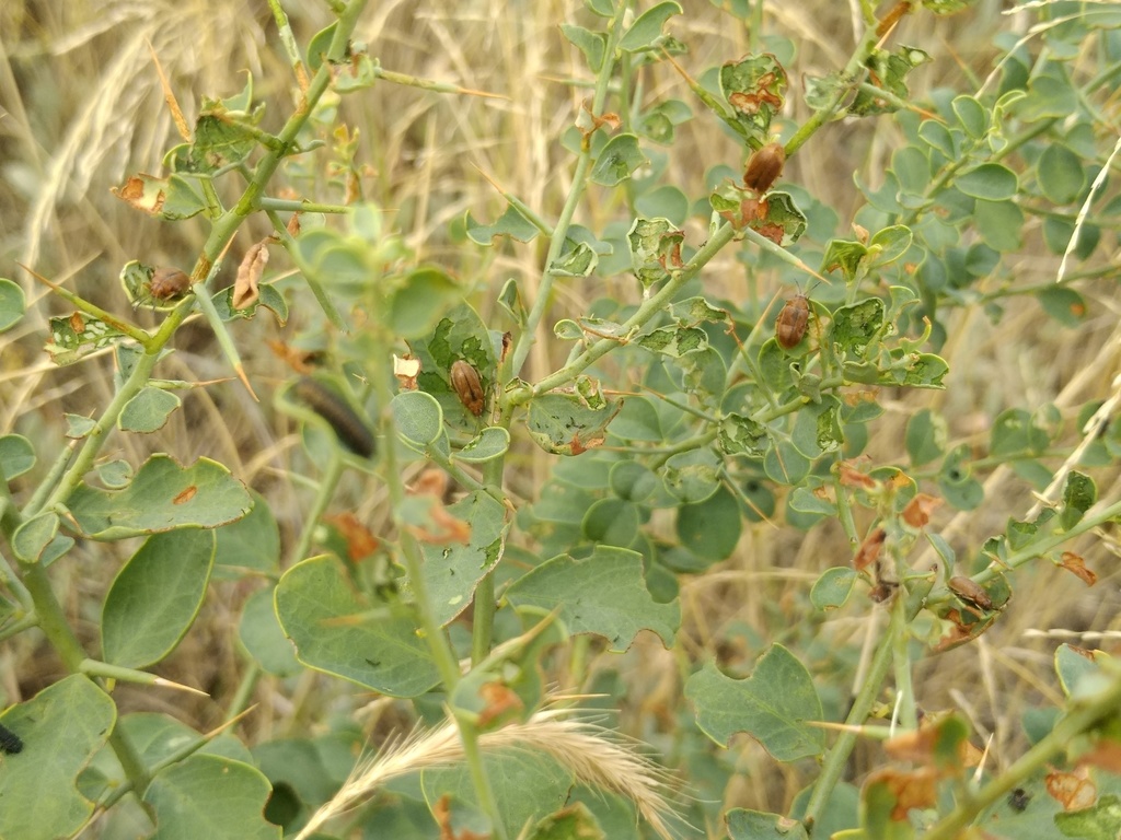 Diorhabda persica