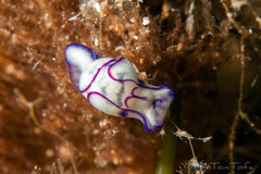 Lamprohaminoea ovalis