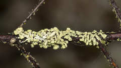 Parmeliopsis capitata