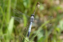 Orthetrum albistylum
