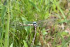 Orthetrum albistylum