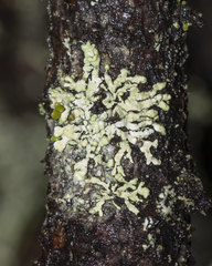 Parmeliopsis capitata