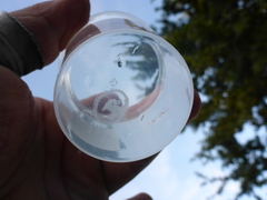 Craspedacusta sowerbii