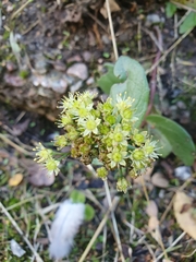 Hylotelephium maximum