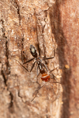 Iridomyrmex rubriceps