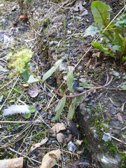 Hylotelephium maximum