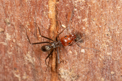 Iridomyrmex rubriceps