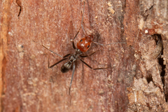 Iridomyrmex rubriceps