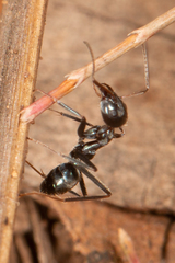 Iridomyrmex mayri