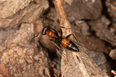 Opisthopsis picta