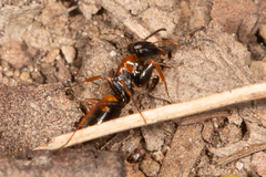 Opisthopsis picta
