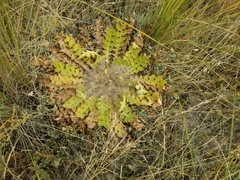 Cirsium acaule esculentum