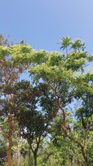 Zanthoxylum avicennae