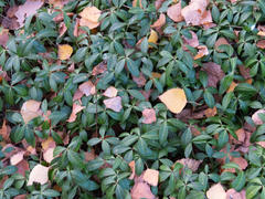 Vinca minor
