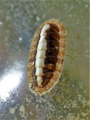 Chitonoidea