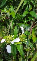 Mussaenda pubescens