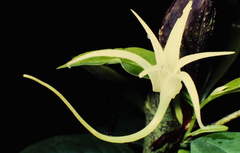 Vandoideae