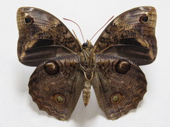 Opsiphanes tamarindi tamarindi