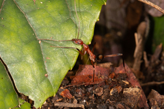 Leptomyrmex cnemidatus