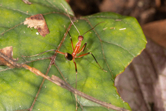 Leptomyrmex cnemidatus