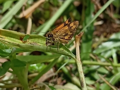 Taractrocera archias
