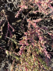 Suaeda corniculata