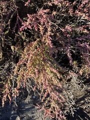Suaeda corniculata