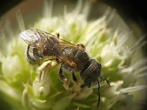 Halictus verticalis