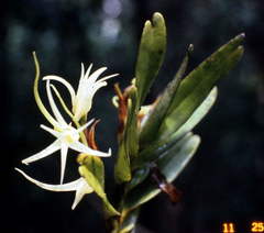 Vandoideae
