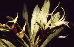 Vandoideae