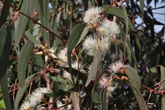 Eucalyptus bancroftii