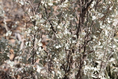 Atriplex nummularia