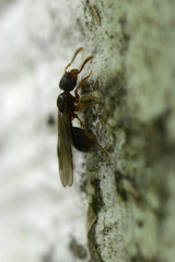 Myrmecina graminicola