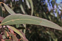 Eucalyptus bancroftii