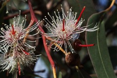 Eucalyptus bancroftii