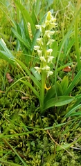 Platanthera hyperborea