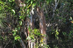 Eucalyptus bancroftii