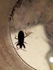 Rhyparochromus
