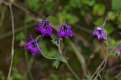 Delphinium cooperi